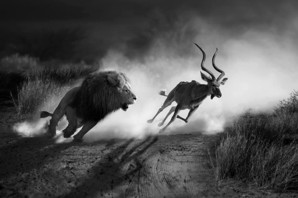 Lion Kudu Chase by Marcel Egger — canvas wall art