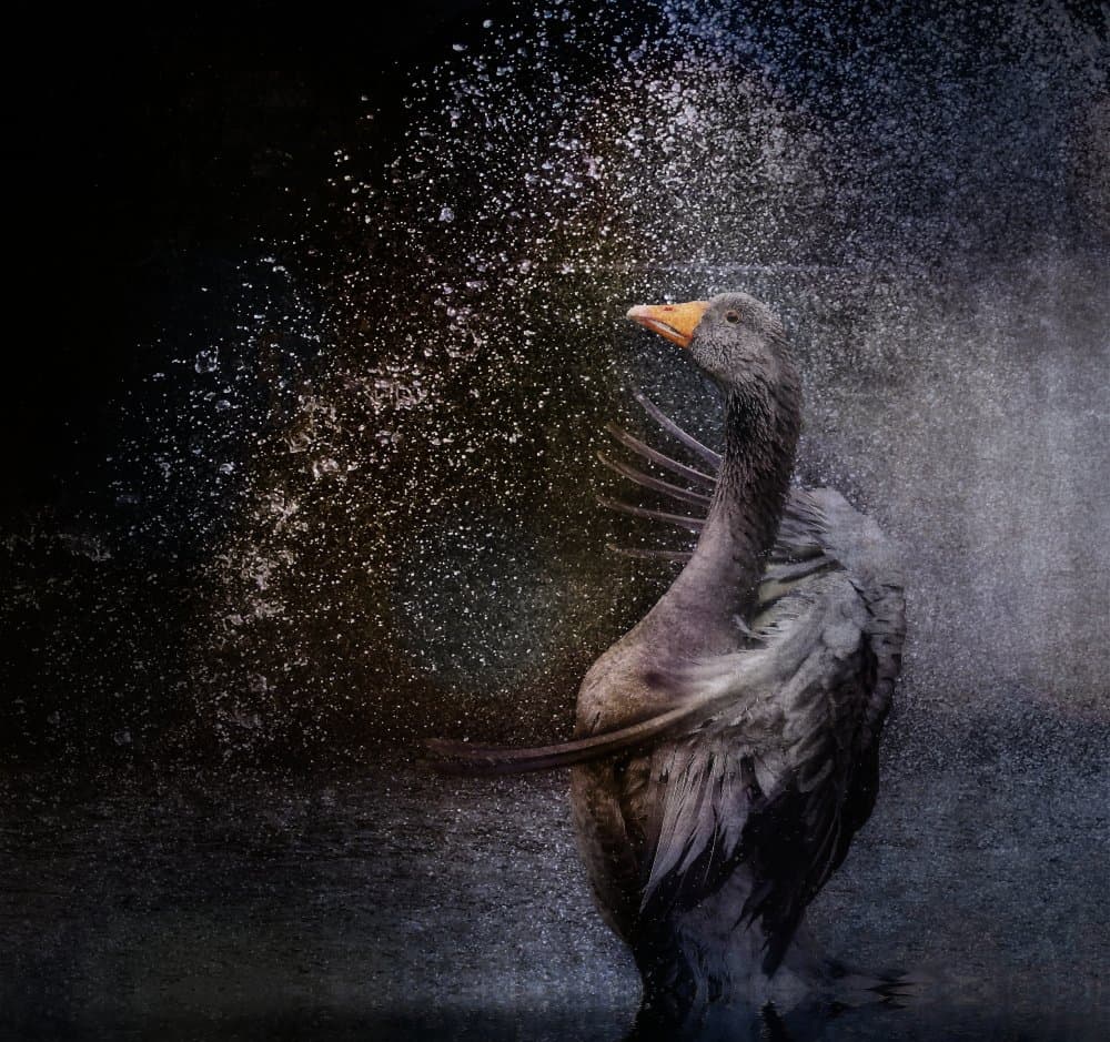 Wild Goose Splash by Anna Cseresnjes — canvas wall art