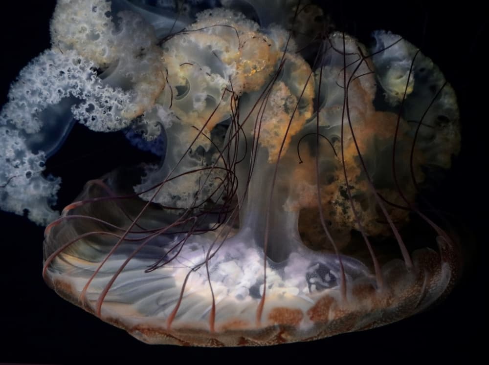 Ethereal Ocean Jellyfish by Robin Wechsler — canvas wall art