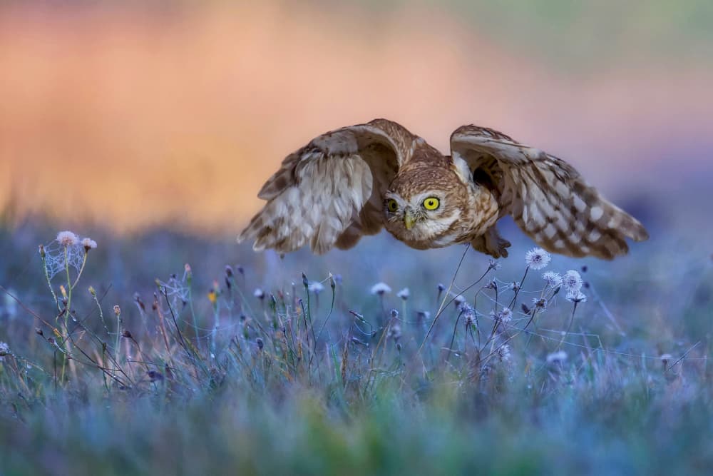 Burrowing Owl in Flight by David Manusevich — canvas wall art