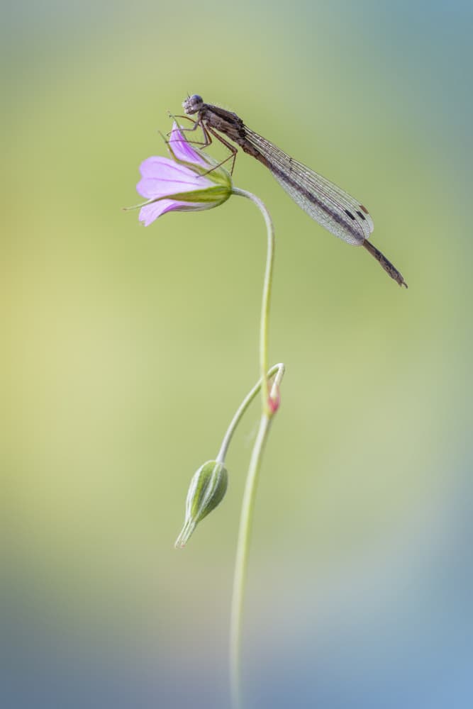 Damselfly Purple Bloom by Fabrizio Daminelli — canvas wall art