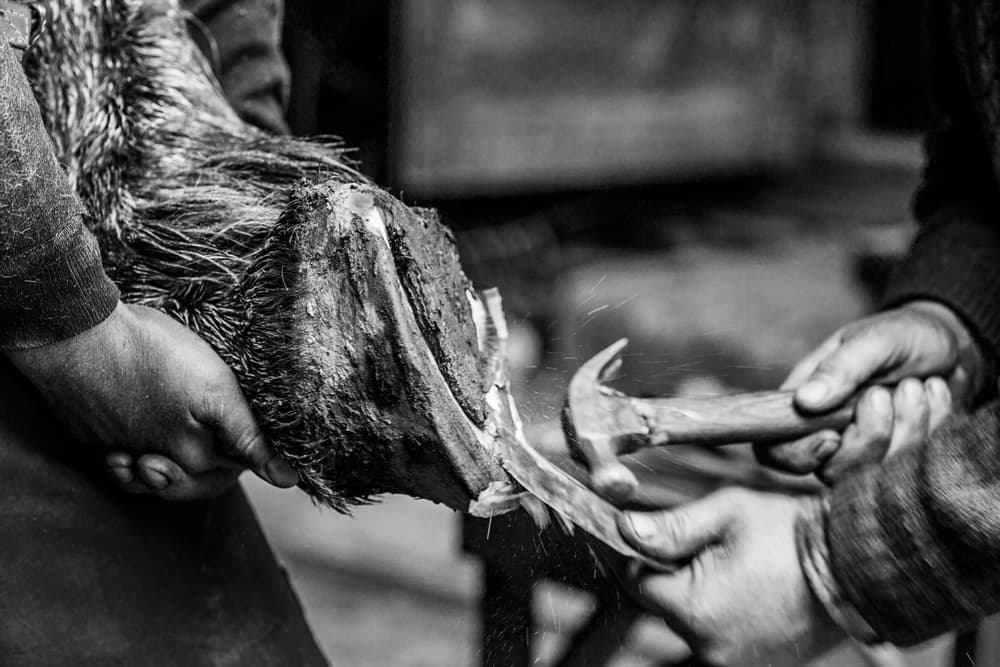 Farrier At Work by Sveduneac Dorin Lucian — canvas wall art
