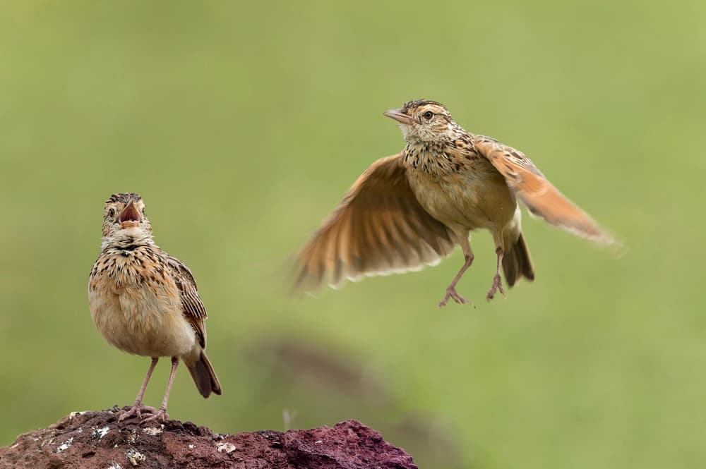 Birds in Action by Eyal Amer — canvas wall art