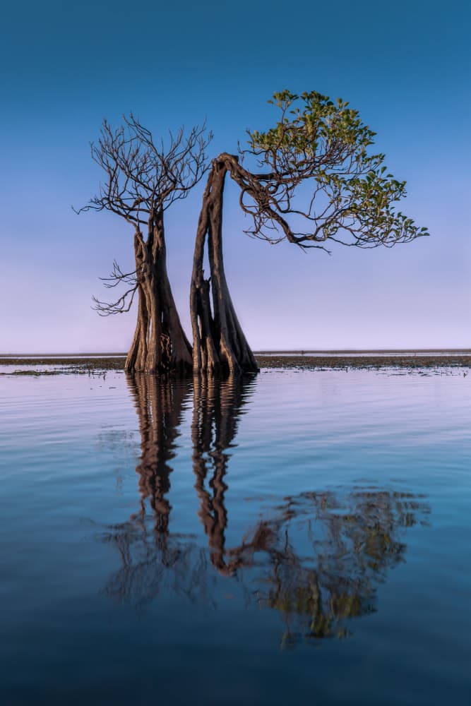 Coastal Trees Reflection by Irene Wu — canvas wall art