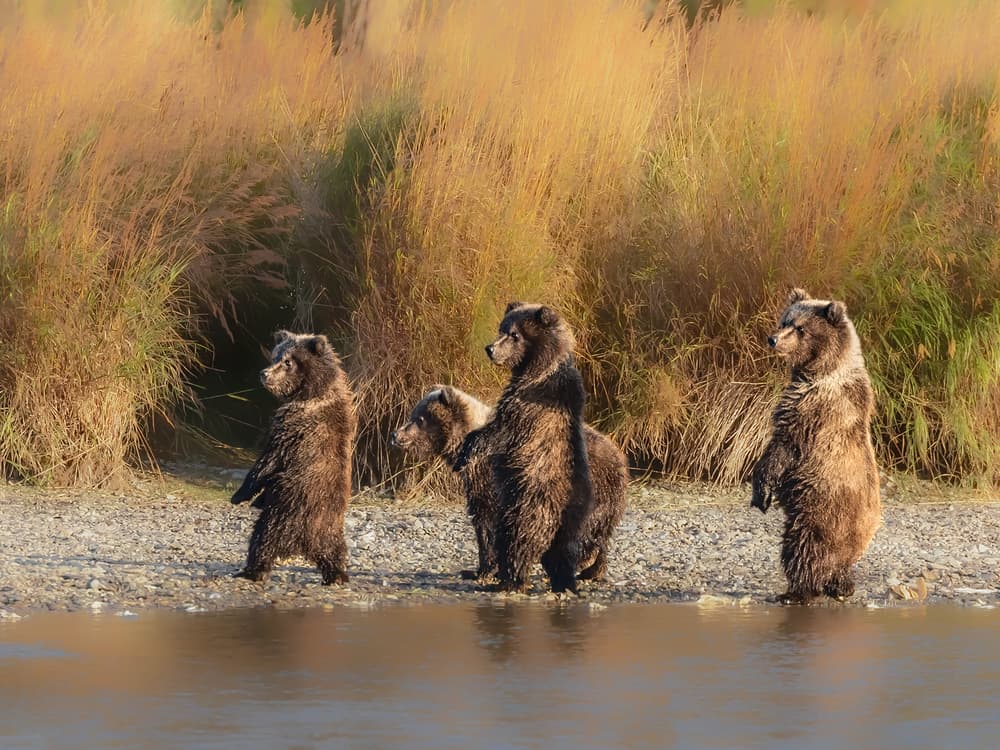 Bear Family Standing Tall by Siyu_Wei APA — canvas wall art