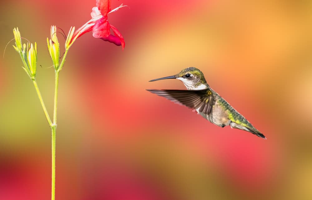 Hummingbird and Red Flower by Songhu Yan — canvas wall art