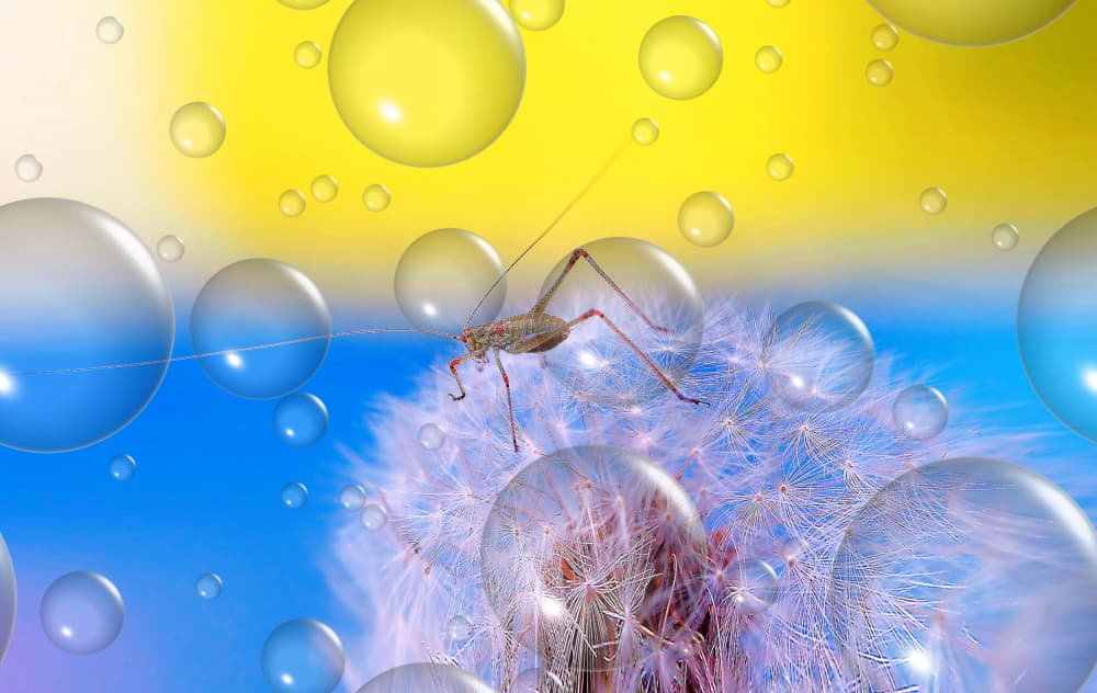 Whimsical Insect Bubble Dream by Thierry Dufour — canvas wall art