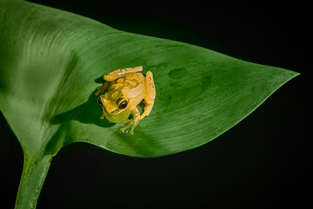 Vibrant Yellow Tree Frog by Siyu_Wei APA — canvas wall art