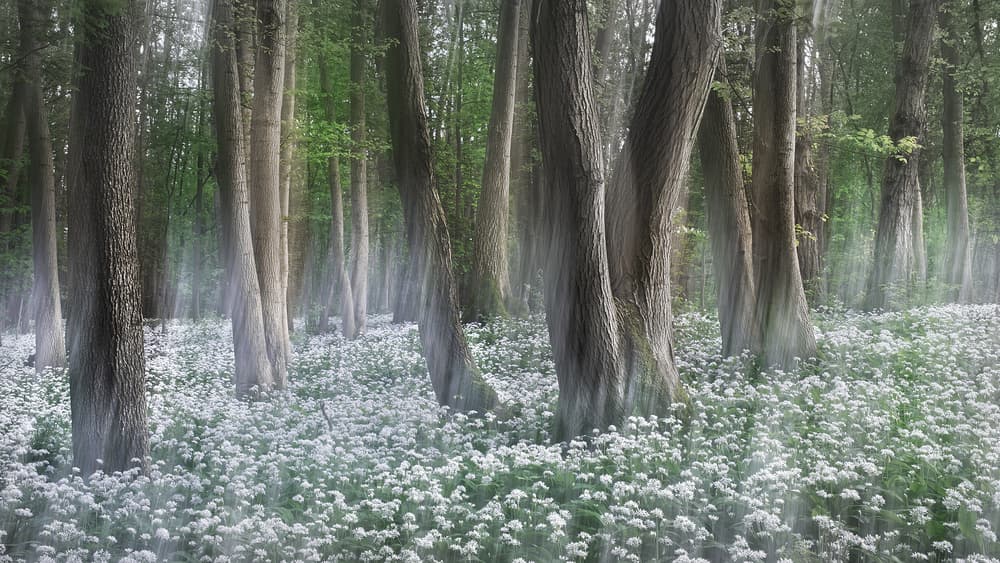 Misty Forest Flowers by Burger Jochen — canvas wall art