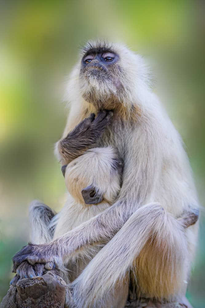 Monkey Mother and Baby by Jie Fischer — canvas wall art