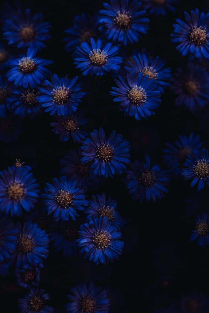 Midnight Blue Blooms by Aimee Giles — canvas wall art