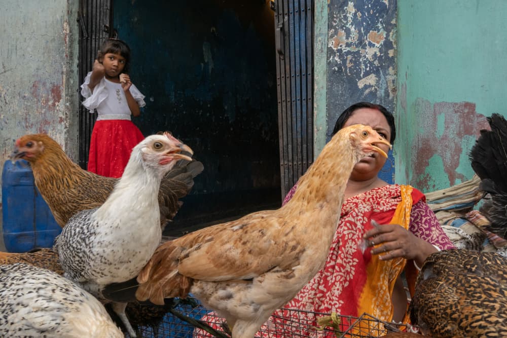 Girl and Chickens by Kuntal Biswas — canvas wall art