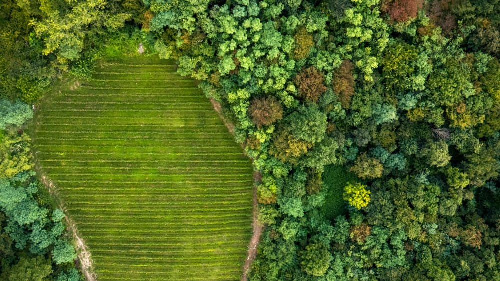Aerial Forest Field by Primož Kožuh — canvas wall art