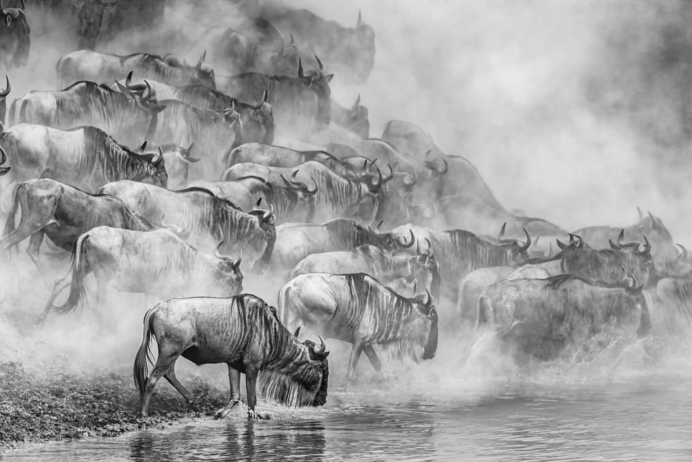 Dusty Wildebeest Crossing by Jeffrey C. Sink — canvas wall art