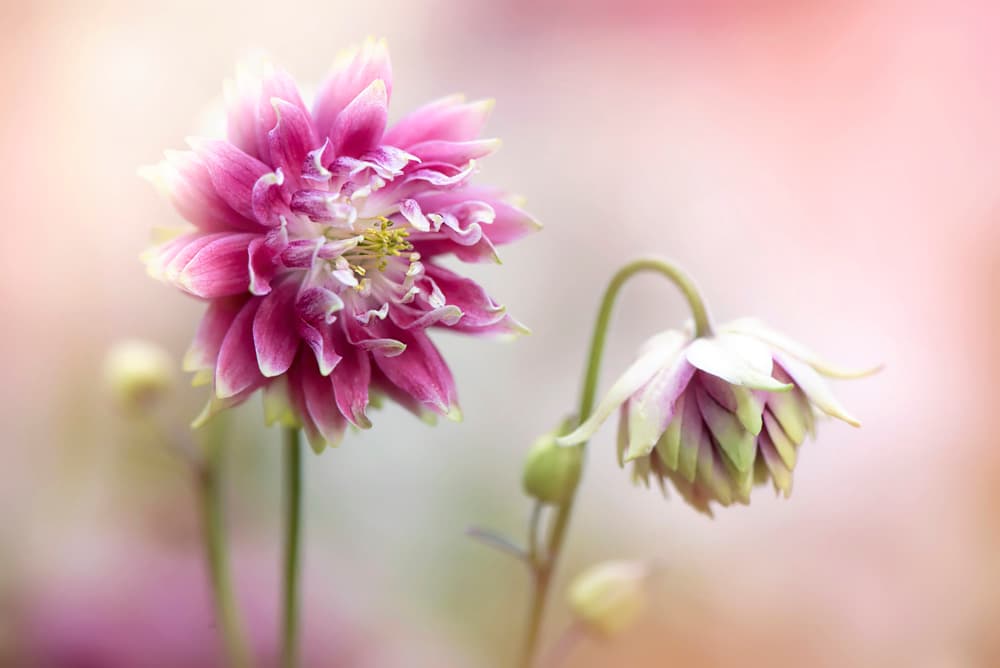 Delicate Pink Blooms by Jacky Parker — canvas wall art