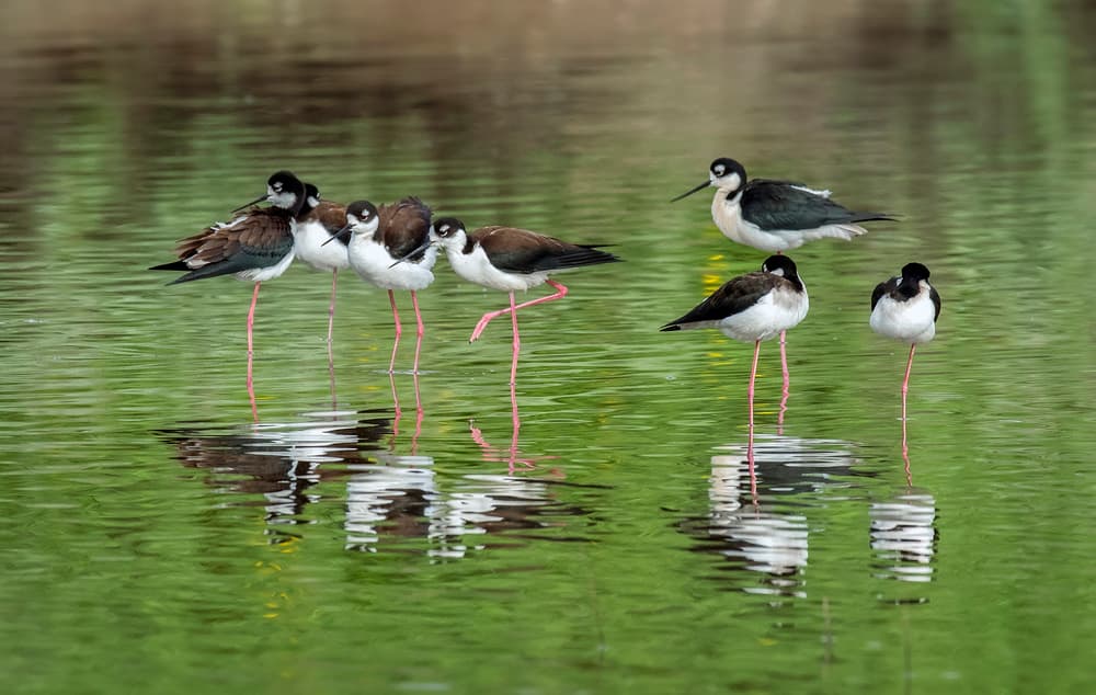 Wading Stilts Reflections by David H Yang — canvas wall art