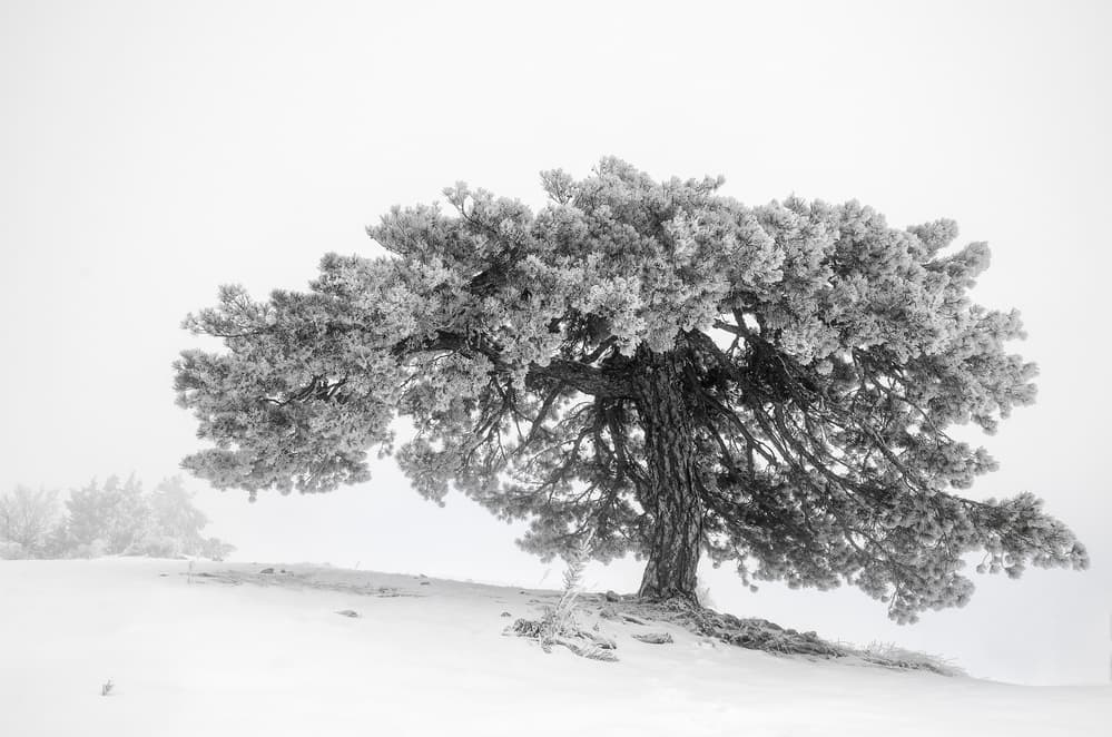 Solitary Winter Tree by George Digalakis — canvas wall art