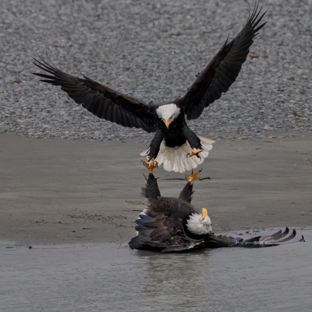 Bald Eagles in Battle by Sheila Xu — canvas wall art