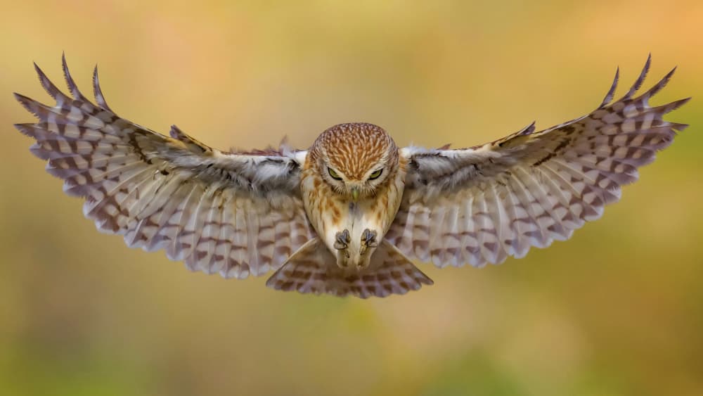 Focused Owl in Flight by David Manusevich — canvas wall art