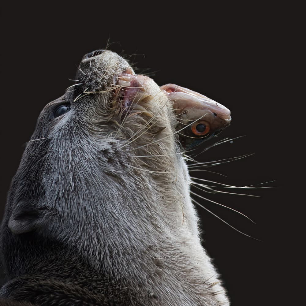 Otter's Fierce Catch by alberti Patrick — canvas wall art