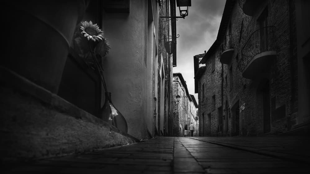 Historic Alley Sunflower by Nicodemo Quaglia — canvas wall art