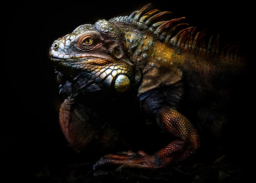 Vivid Iguana Portrait by Santiago Pascual Buye — canvas wall art