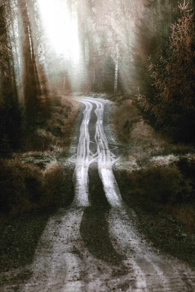 Misty Forest Road by Christina Sillen — canvas wall art