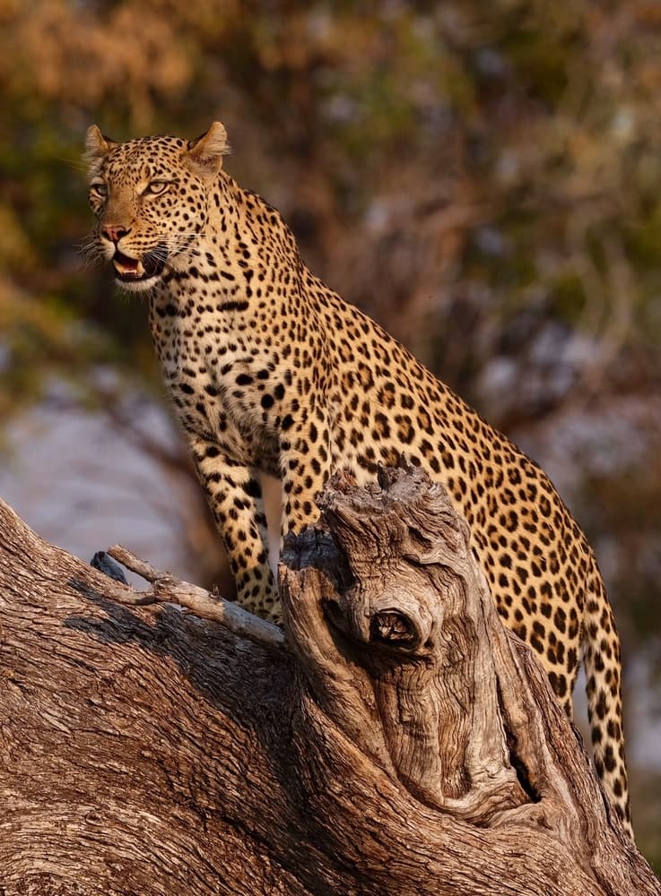 Regal Leopard On Tree by Rob Darby — canvas wall art