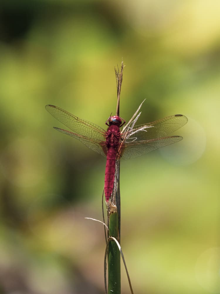 Vibrant Red Dragonfly by engin akyurt — canvas wall art