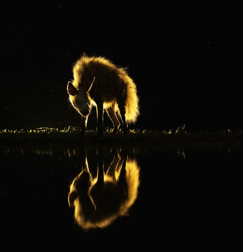 Hyena Golden Reflection by Judy Tseng — canvas wall art