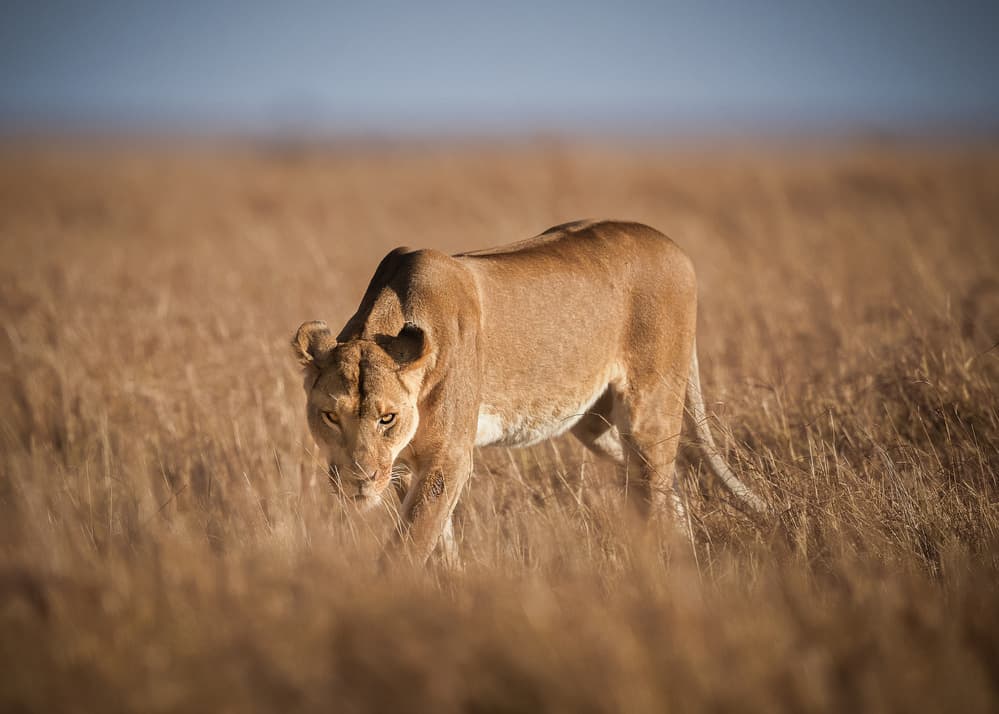 African Lioness Golden Gaze by Faisal ALnomas — canvas wall art