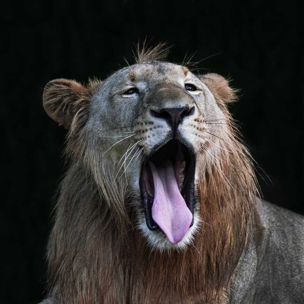 Yawning African Lion by TWEE LIANG WONG — canvas wall art