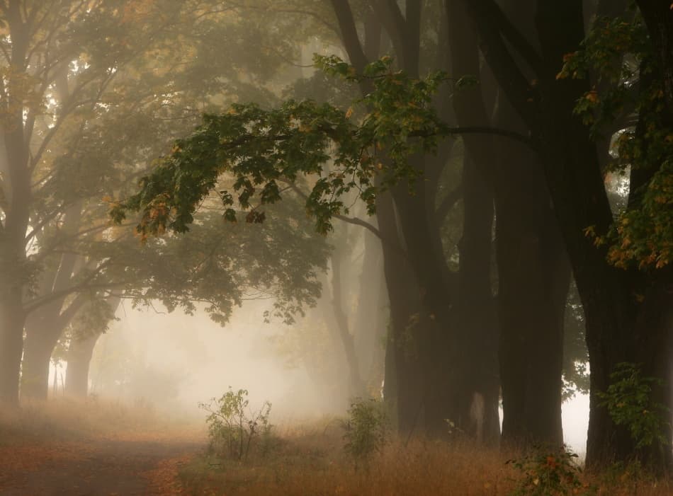 Misty Autumn Path by Przemyslaw Kruk — canvas wall art