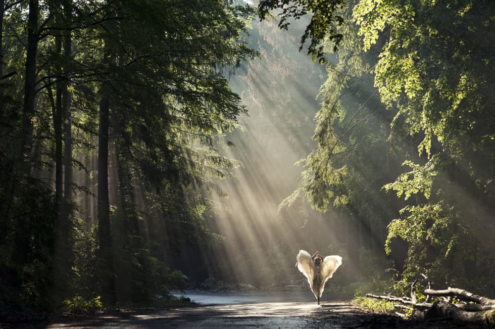 Glowing Forest Deer by Korpan Pavlo — canvas wall art