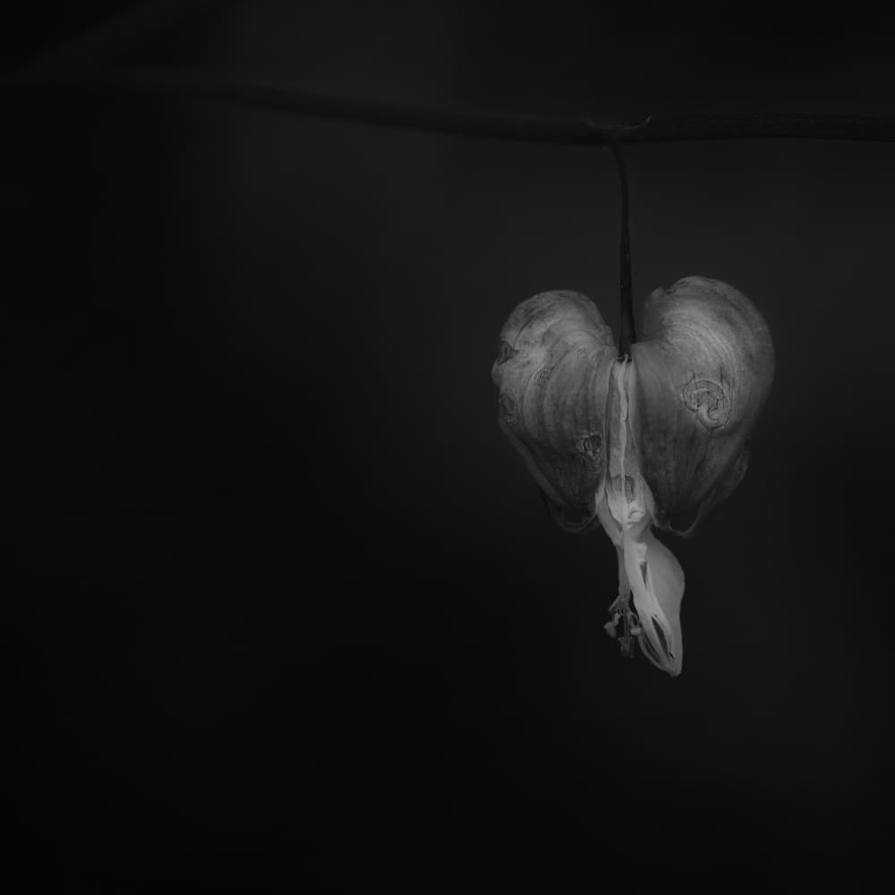 Elegant Bleeding Heart by Lotte Grønkjær — canvas wall art