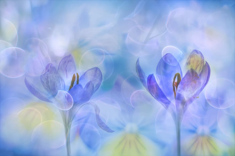 Dreamy Blue Crocus by Hilda van der Lee — canvas wall art