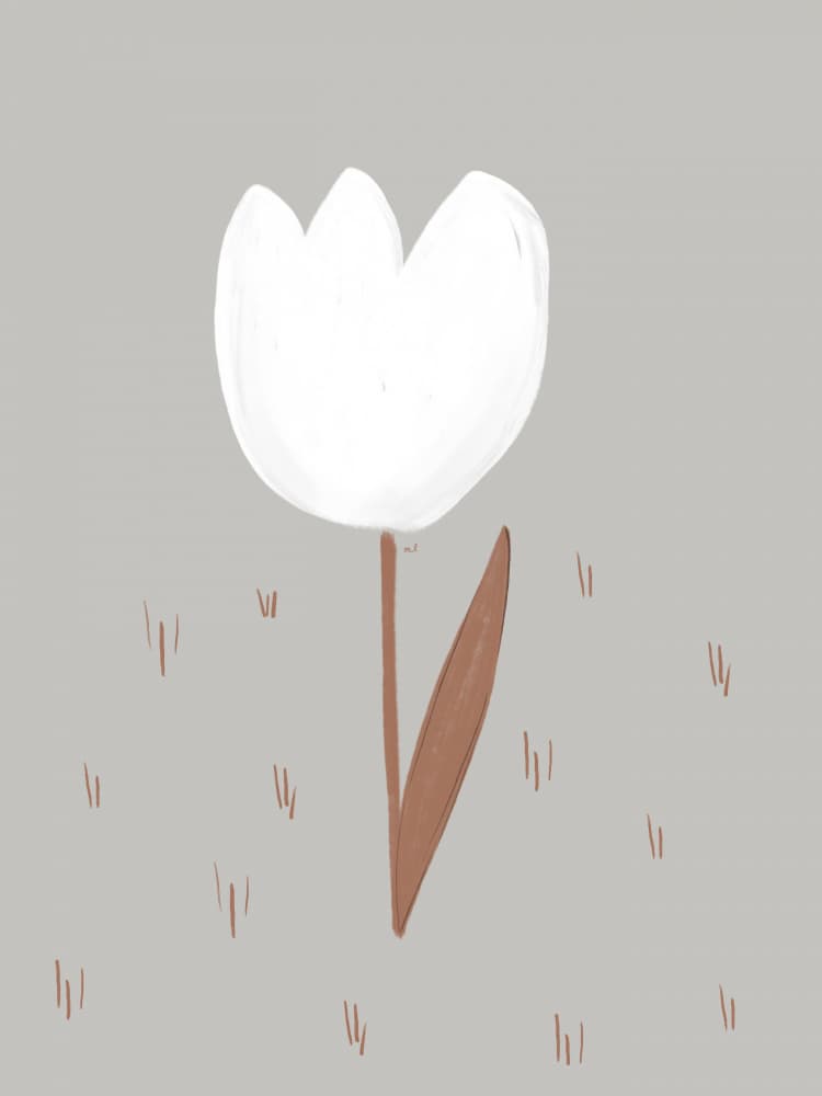 Soft White Tulip by Menina Lisboa — canvas wall art