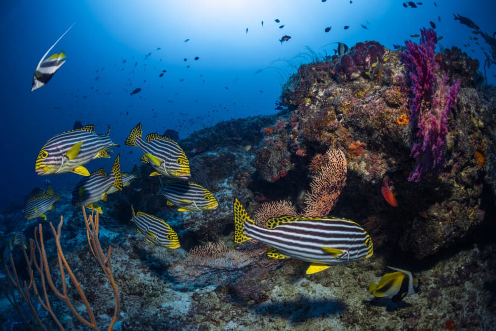 Vibrant Coral Reef Fish by Barathieu Gabriel — canvas wall art