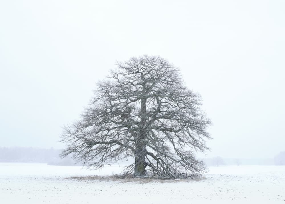Winter Solitude Tree by Hamed Bank — canvas wall art