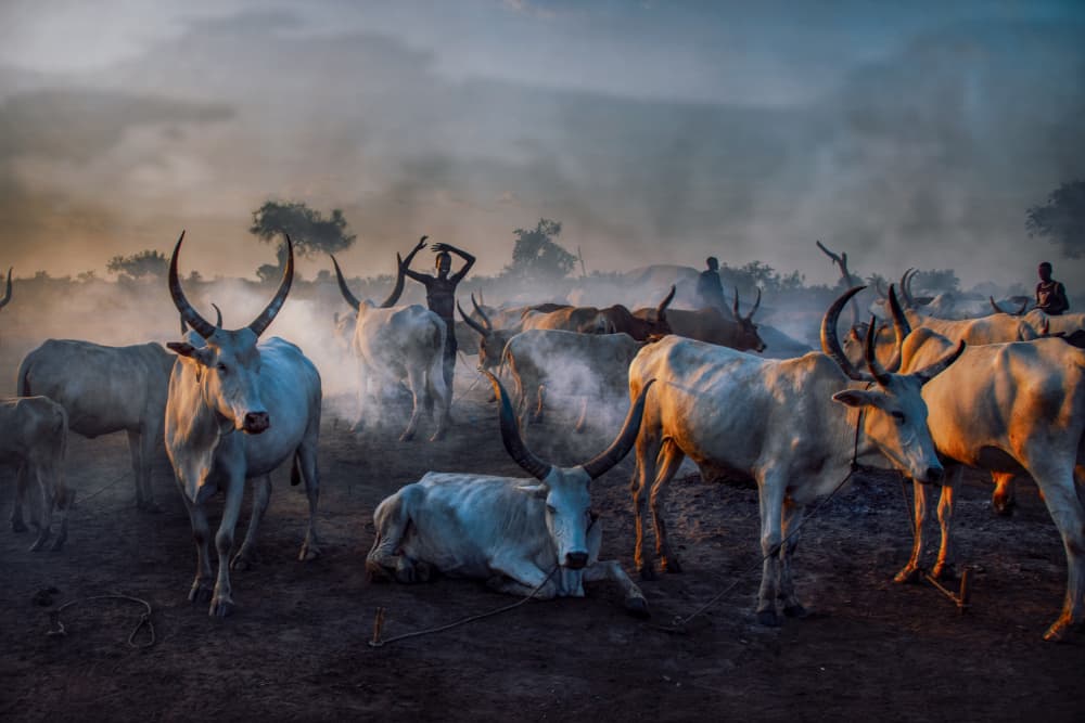 Mundari's cow morning by Svetlin Yosifov — canvas wall art