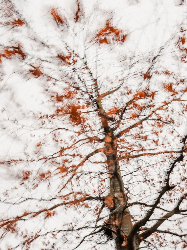 Vibrant Autumn Blur by Imaginative — canvas wall art