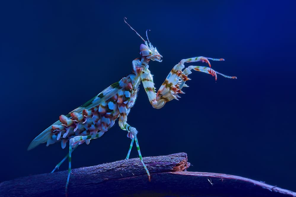 Vivid Praying Mantis by Jimmy Hoffman — canvas wall art