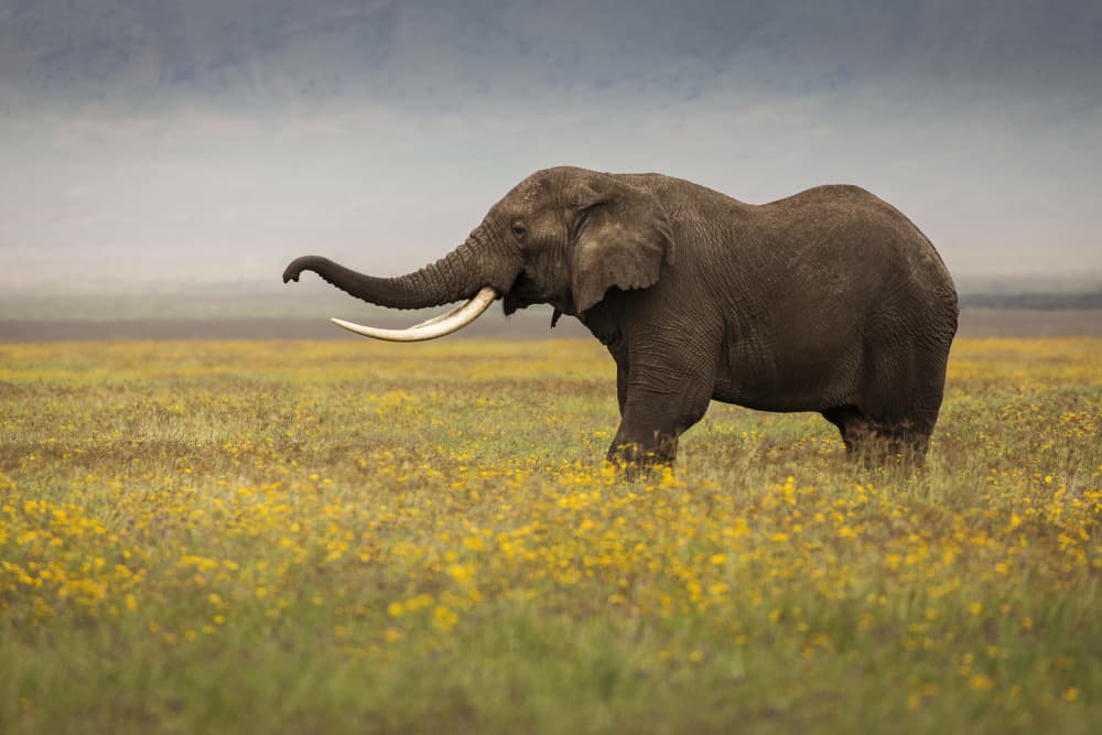 African Elephant Walk by Dan Mirica — canvas wall art
