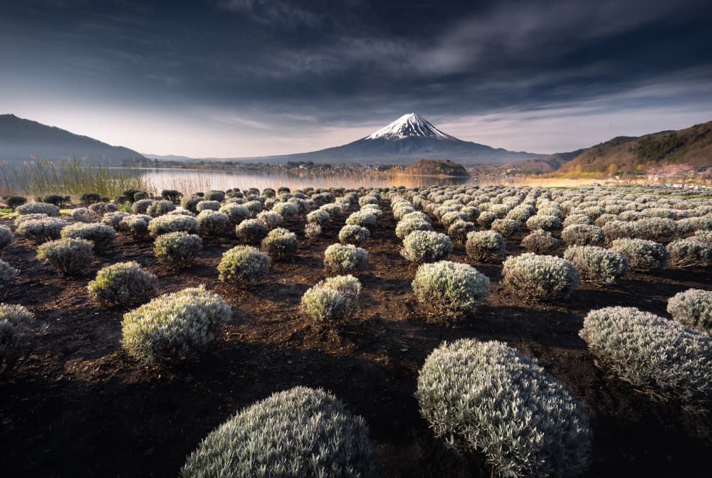Mount Fuji Lake Field by Karol Nienartowicz — canvas wall art
