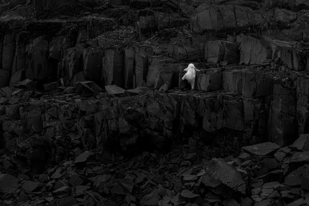 White Goat on Dark Rocks by Siyu_Wei APA — canvas wall art