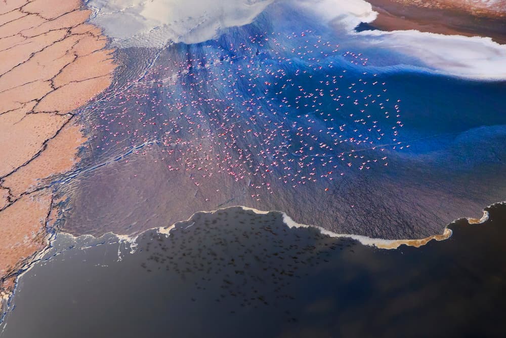 Pink Flamingos Over Lake by Phillip Chang — canvas wall art