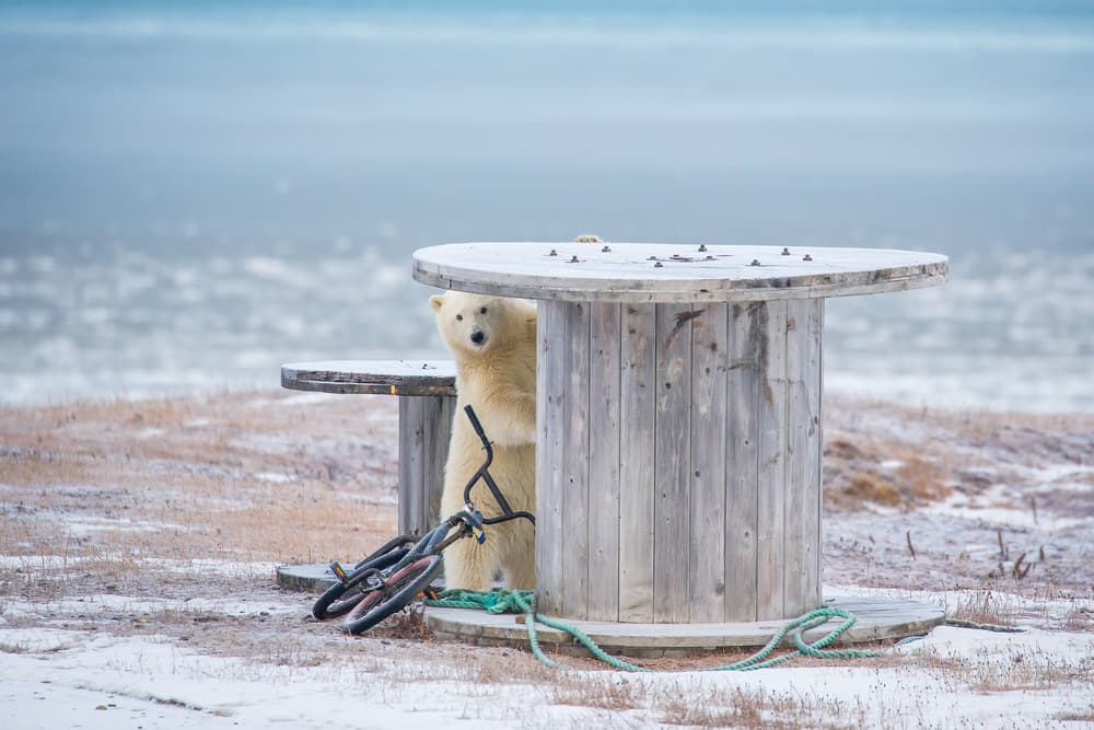 Curious Polar Bear Peek by Eiji Itoyama — canvas wall art