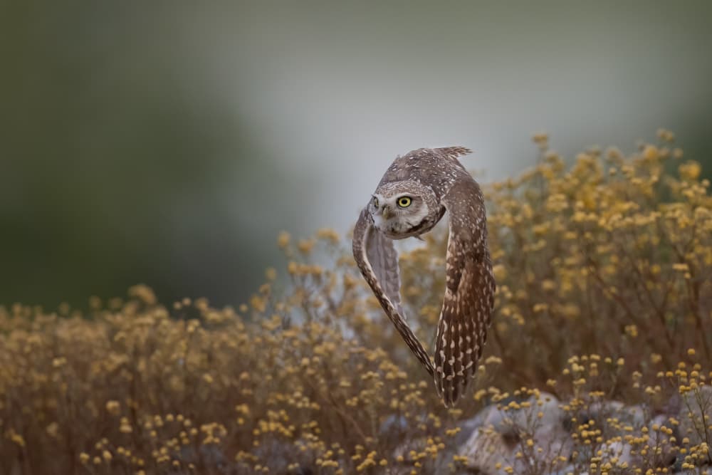Burrowing Owl in Flight by Max Wang — canvas wall art