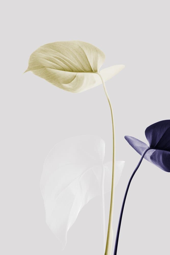 Soft Botanical Contrast by Pictufy Studio III — canvas wall art