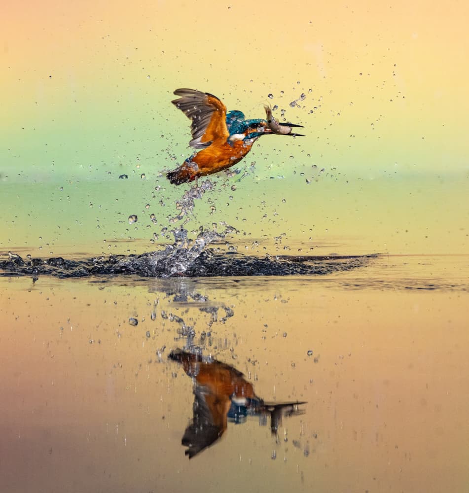 Dynamic Kingfisher Catch by Manish Nagpal — canvas wall art